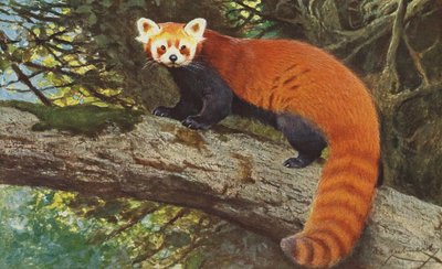 Panda rojo c.1900 de Alfred Brehm